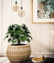 LED E27 Filament Globe, LF023825655-1